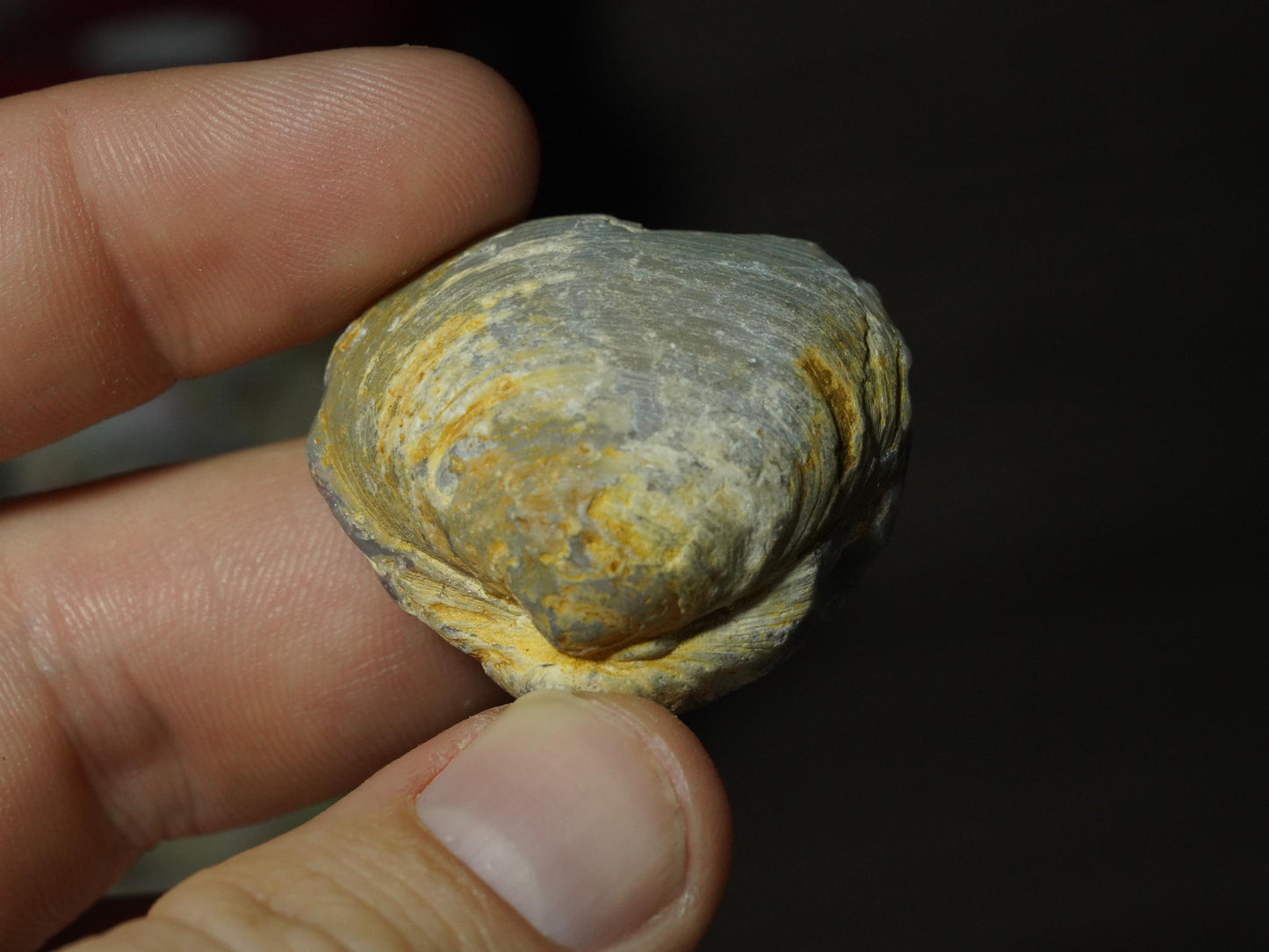 Opal Sea Shell Fossil