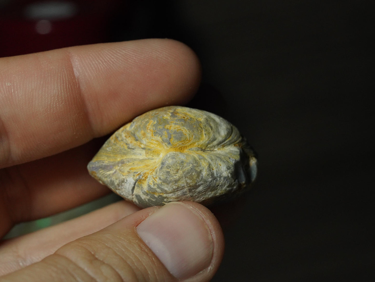 Opal Sea Shell Fossil