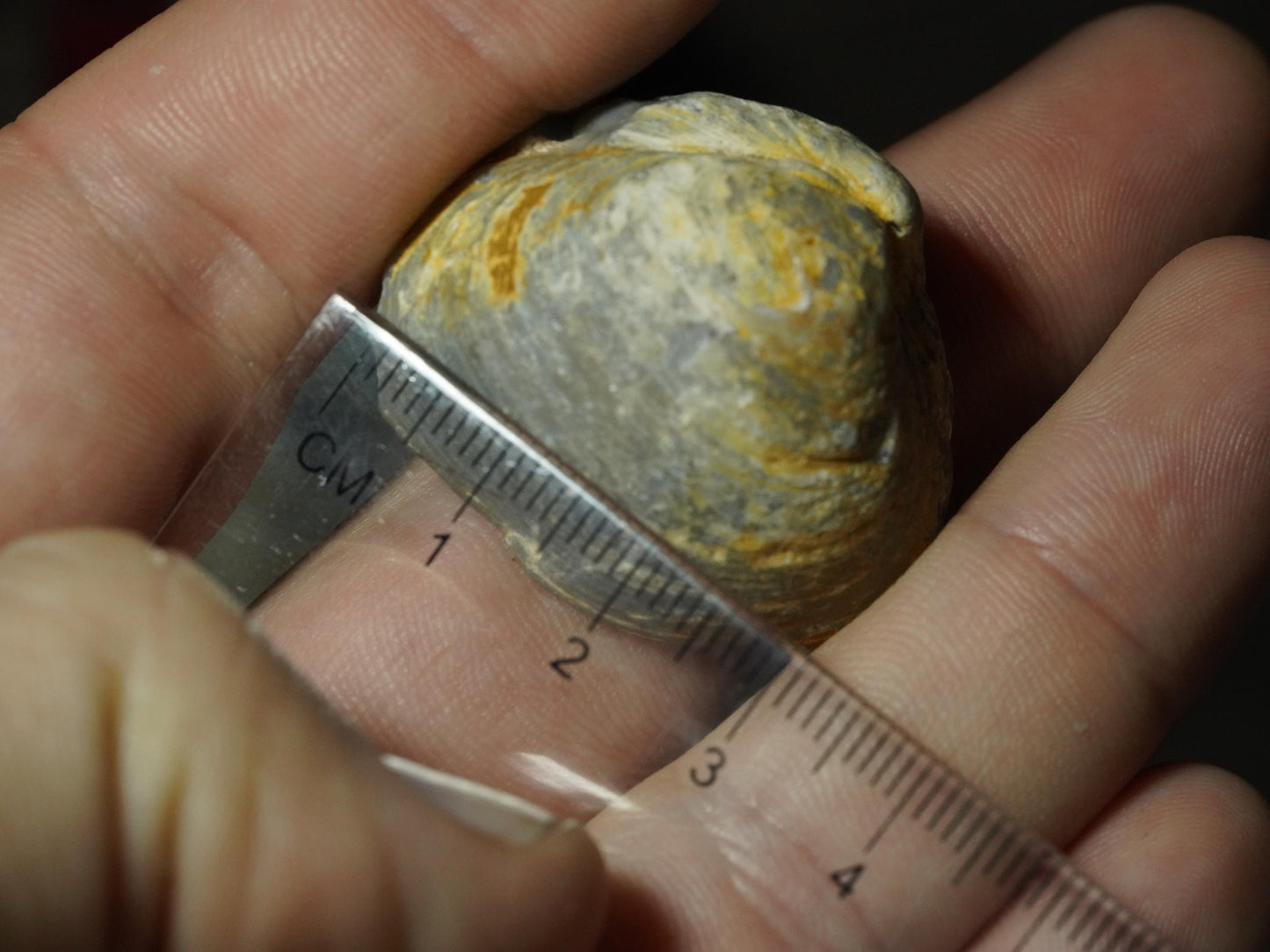 Opal Sea Shell Fossil