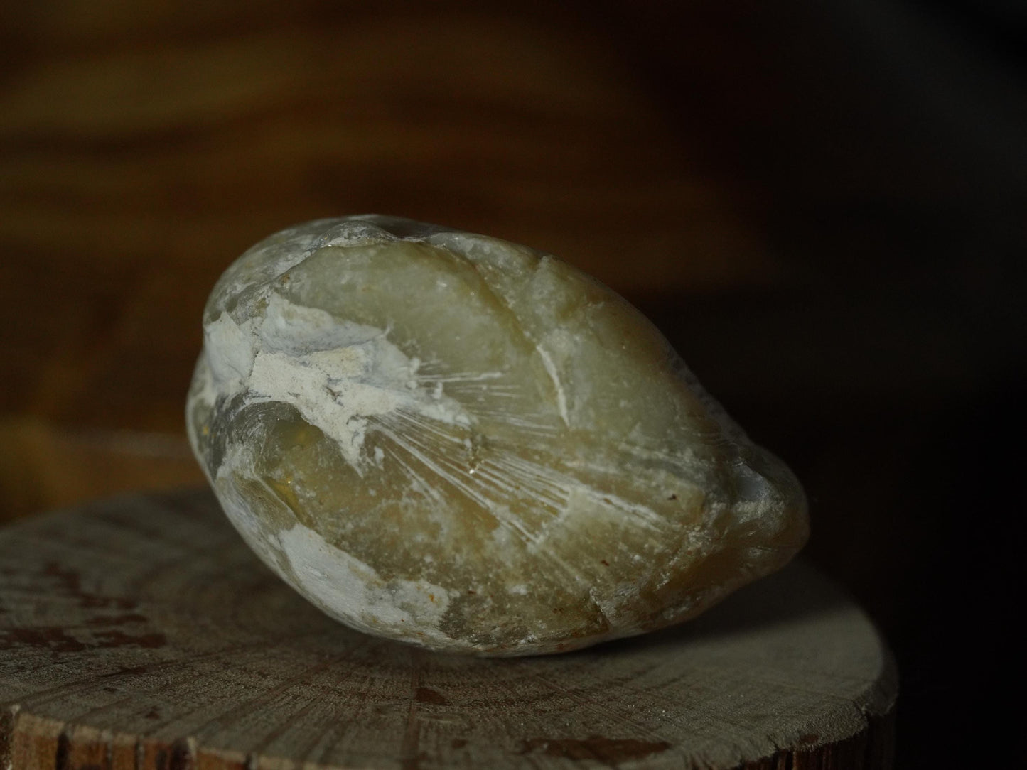 Opal Sea Shell Fossil