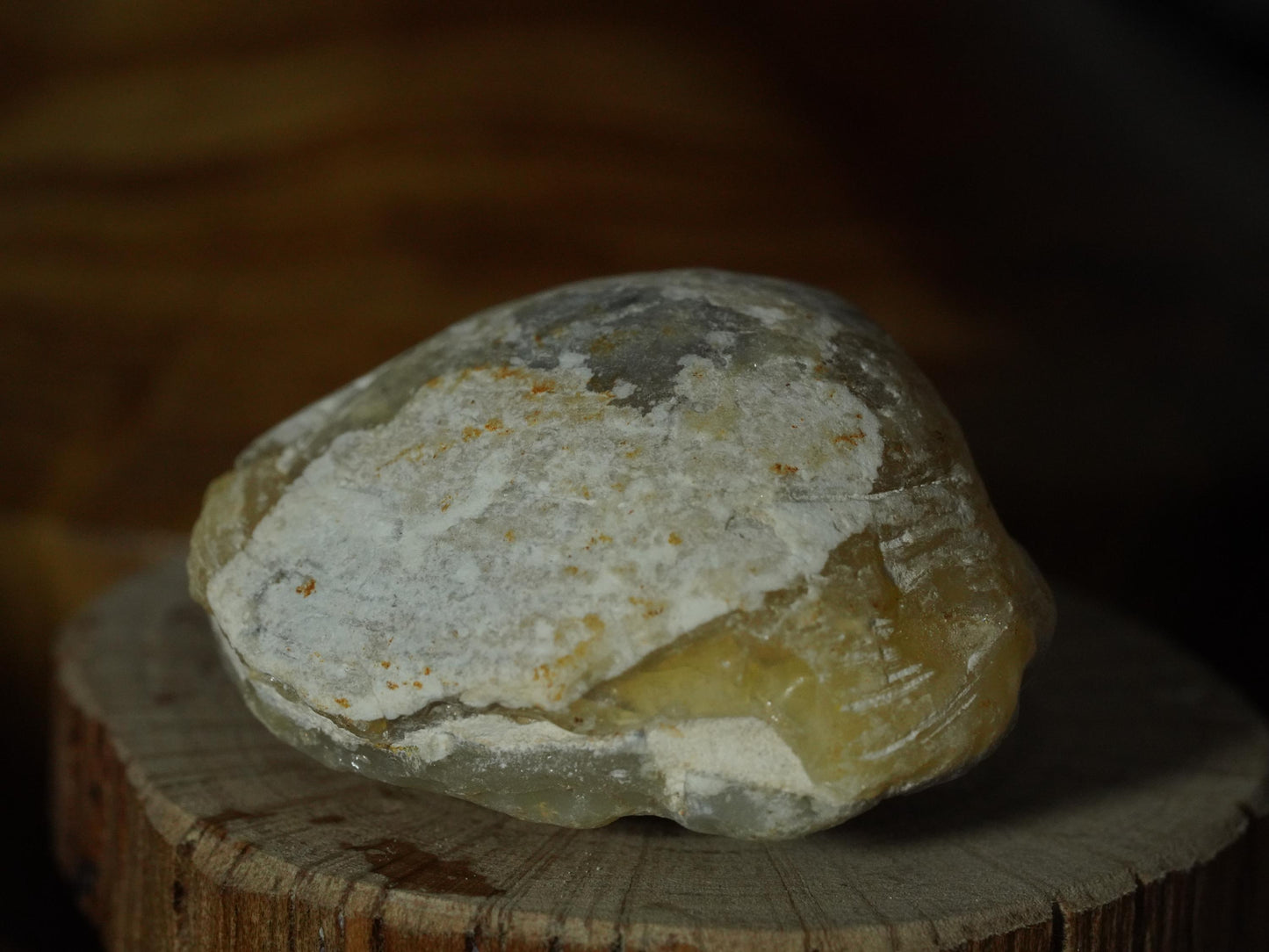 Opal Sea Shell Fossil