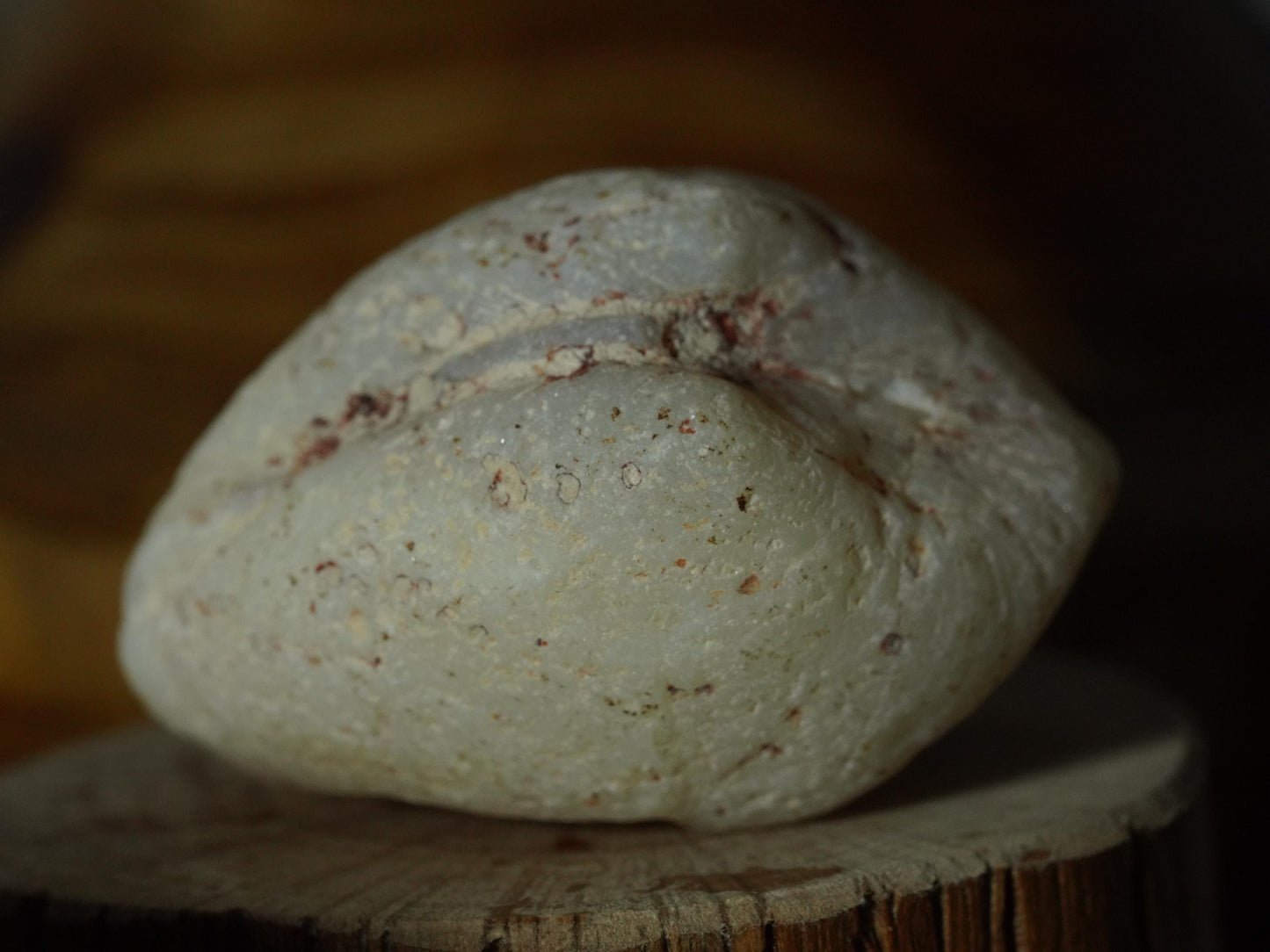 Opal Sea Shell Fossil
