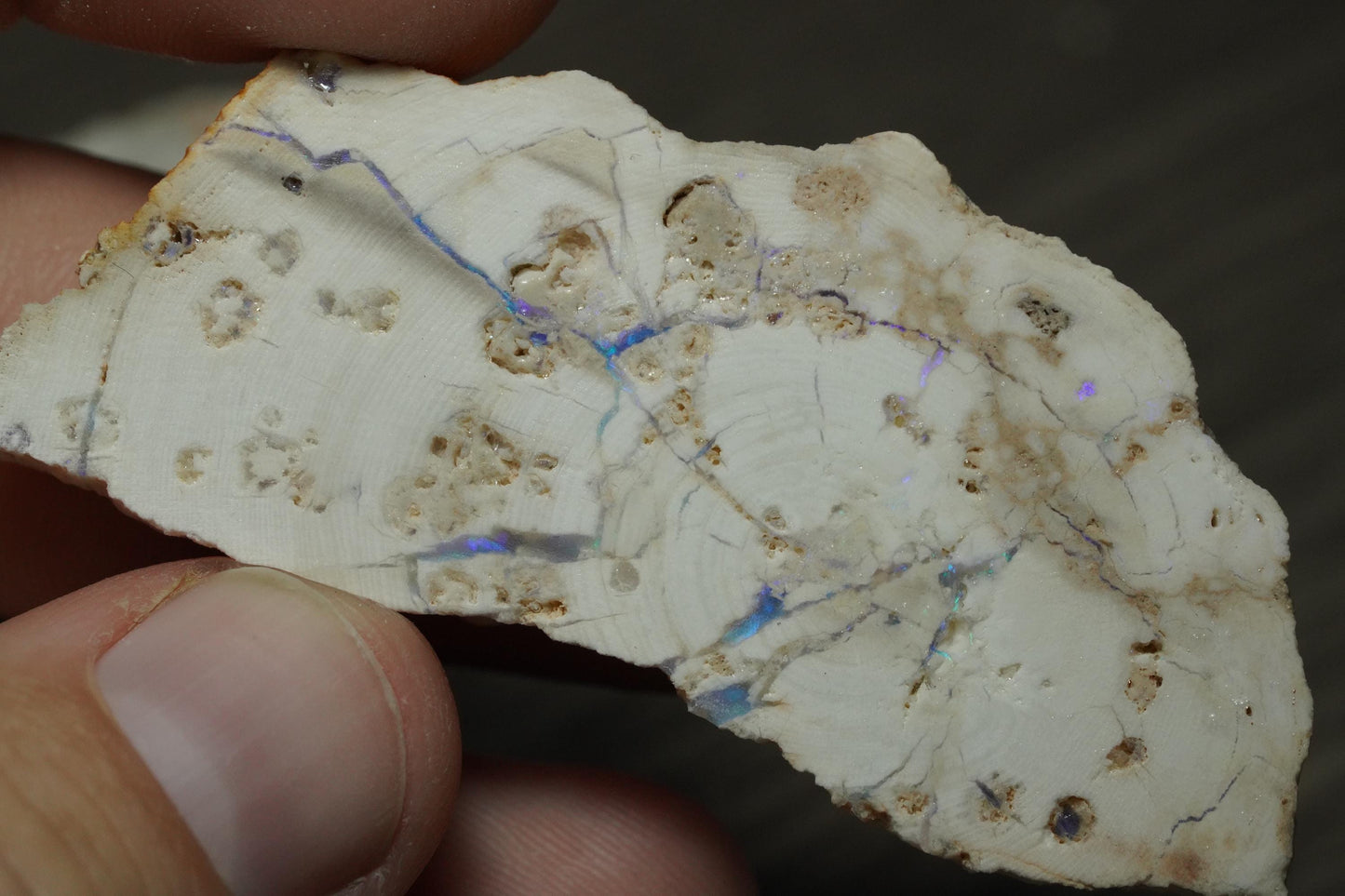 Petrified Opalised Wood Fossil Specimen