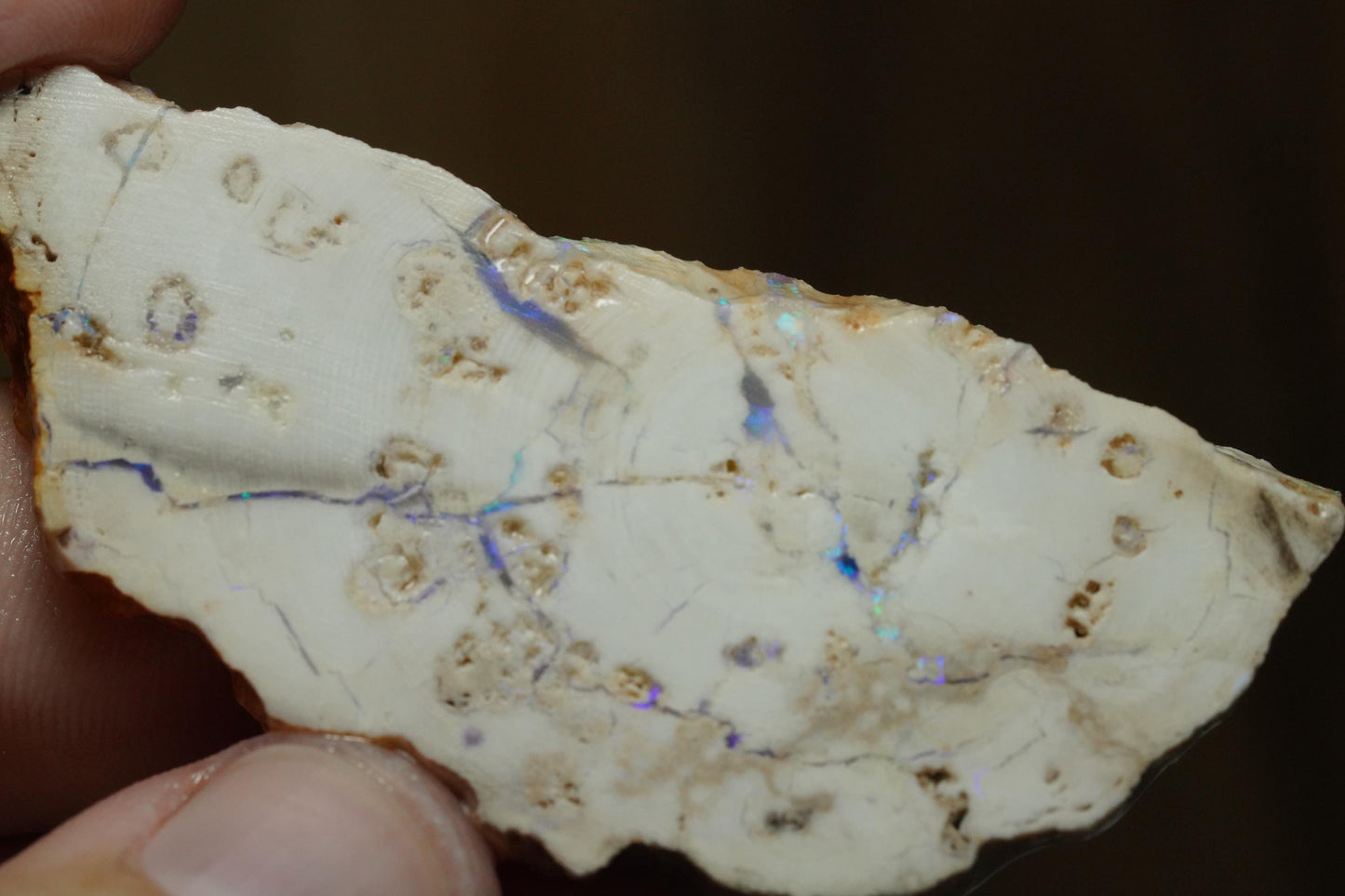Petrified Opalised Wood Fossil Specimen