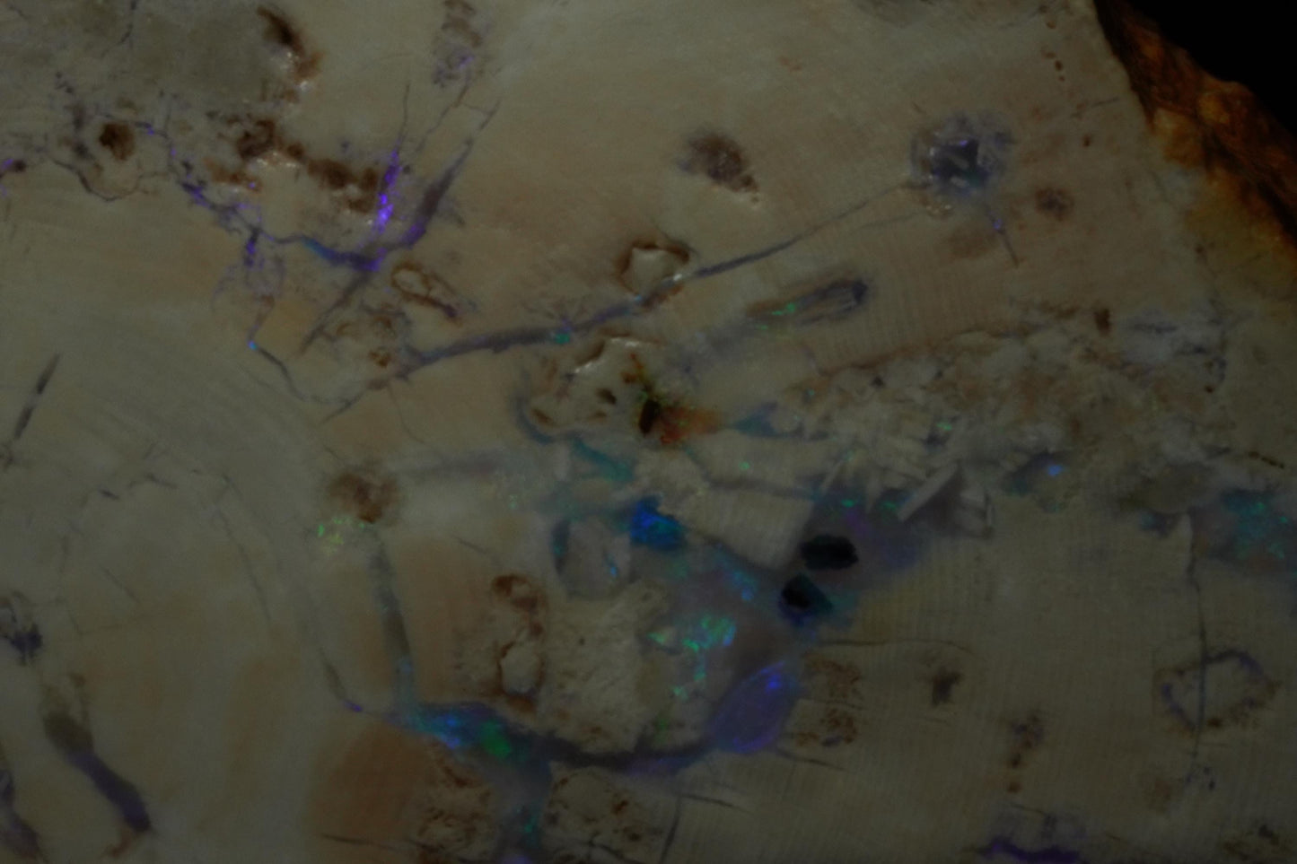 Petrified Opalised Wood Fossil Specimen
