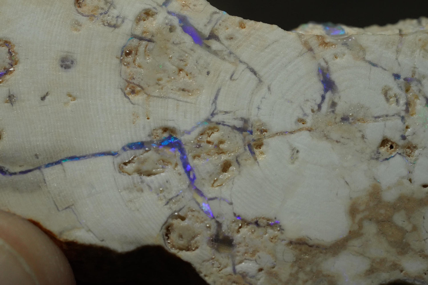 Petrified Opalised Wood Fossil Specimen
