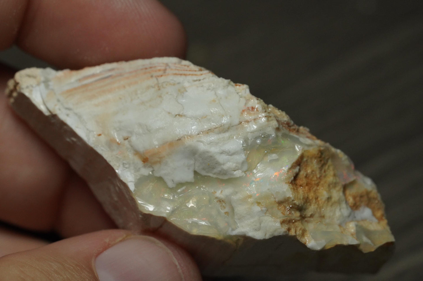 Petrified Opalised Wood Fossil Specimen