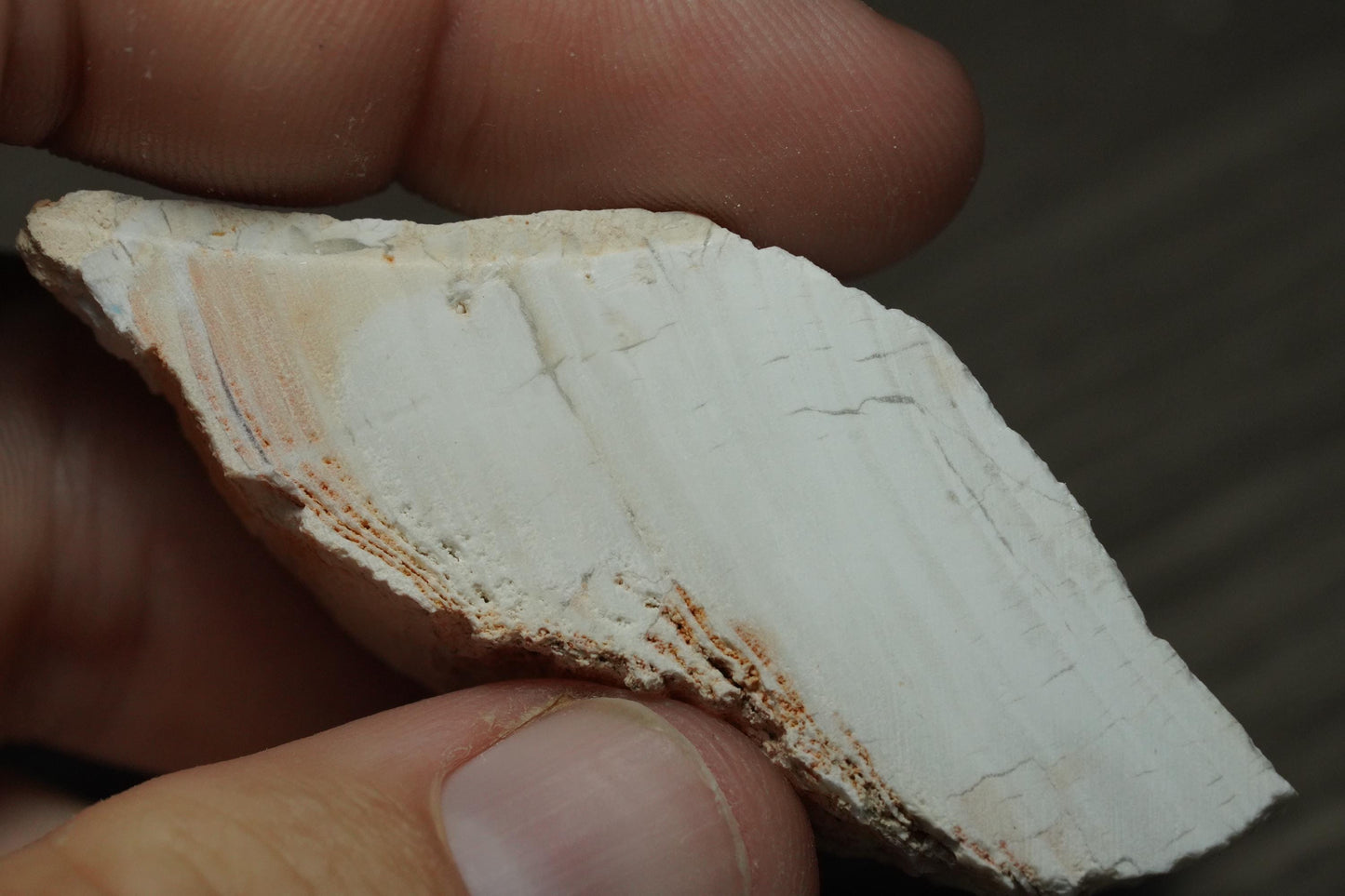 Petrified Opalised Wood Fossil Specimen