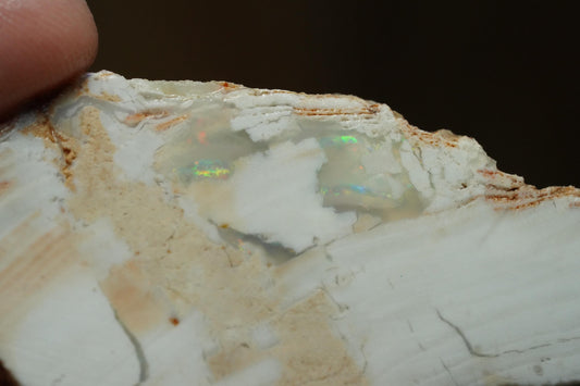 Petrified Opalised Wood Fossil Specimen