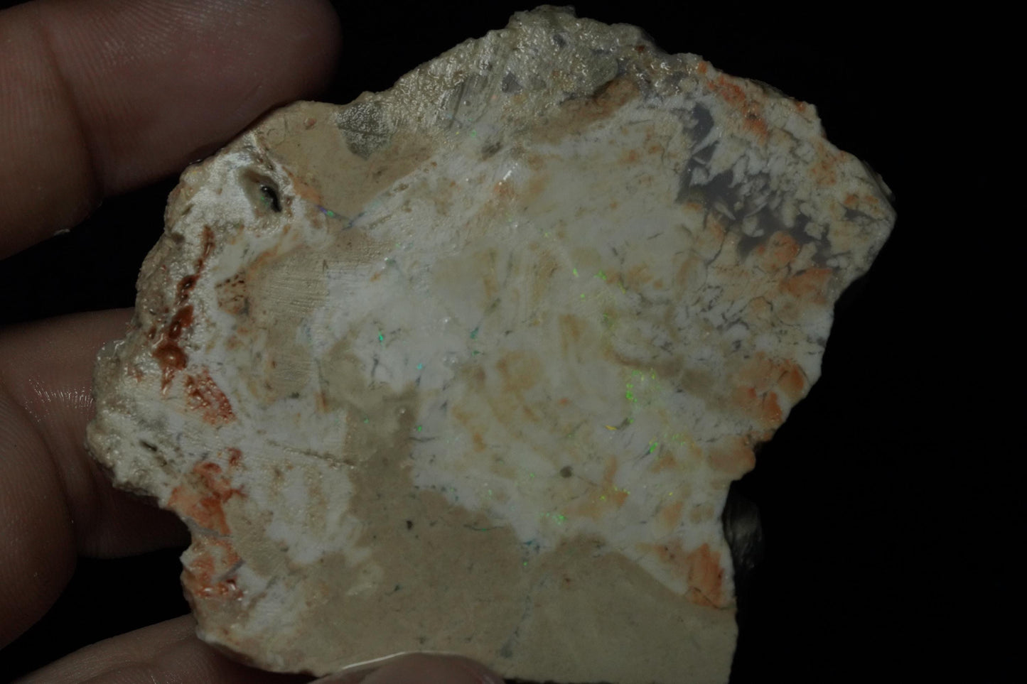 Petrified Opalised Wood Fossil Specimen
