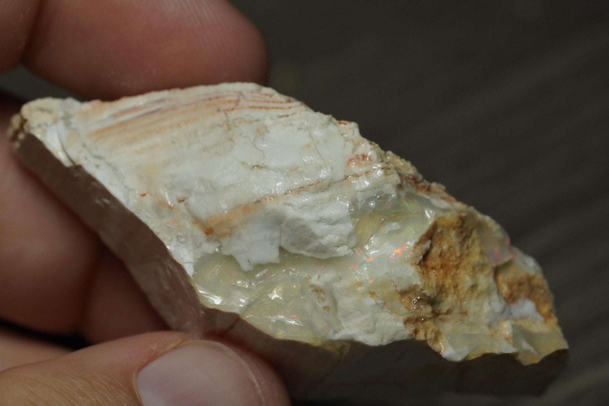 Petrified Opalised Wood Fossil Specimen