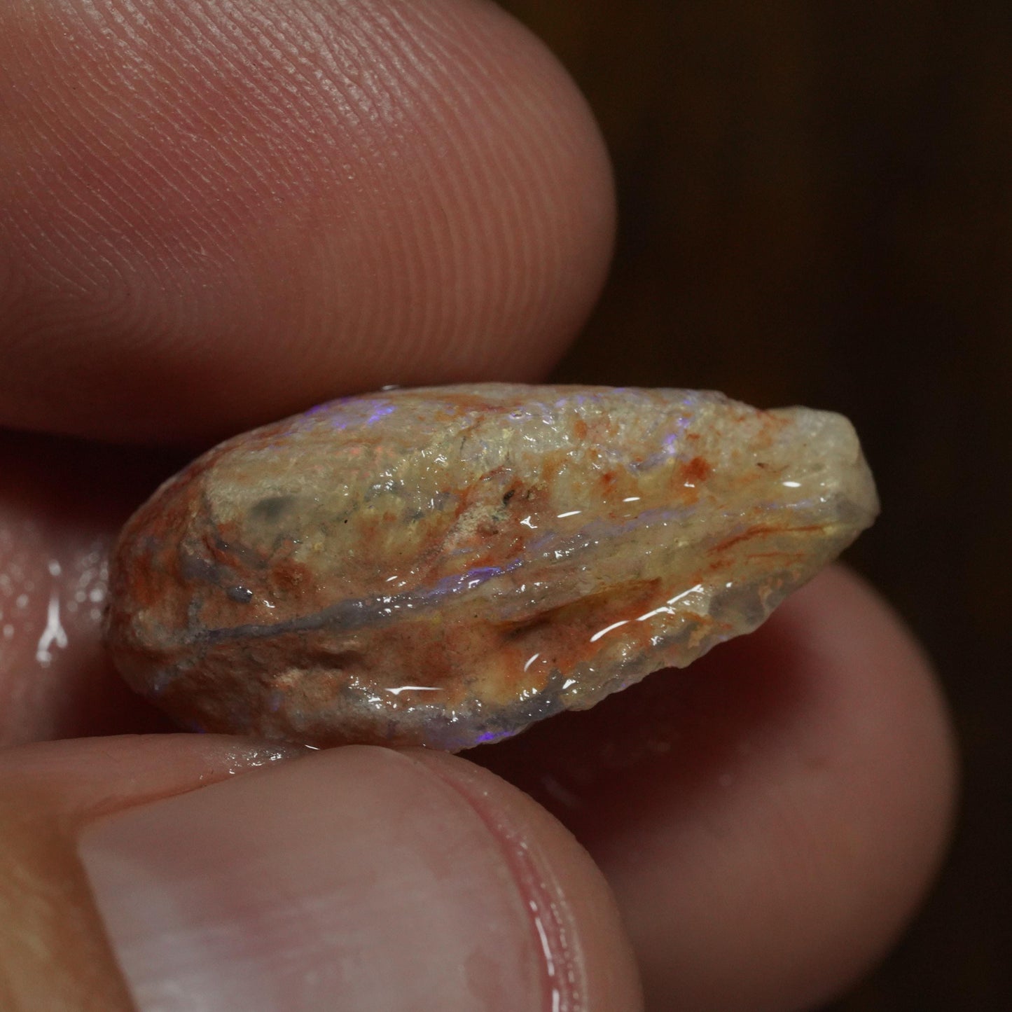 Opalised Fossil Mussel Shell