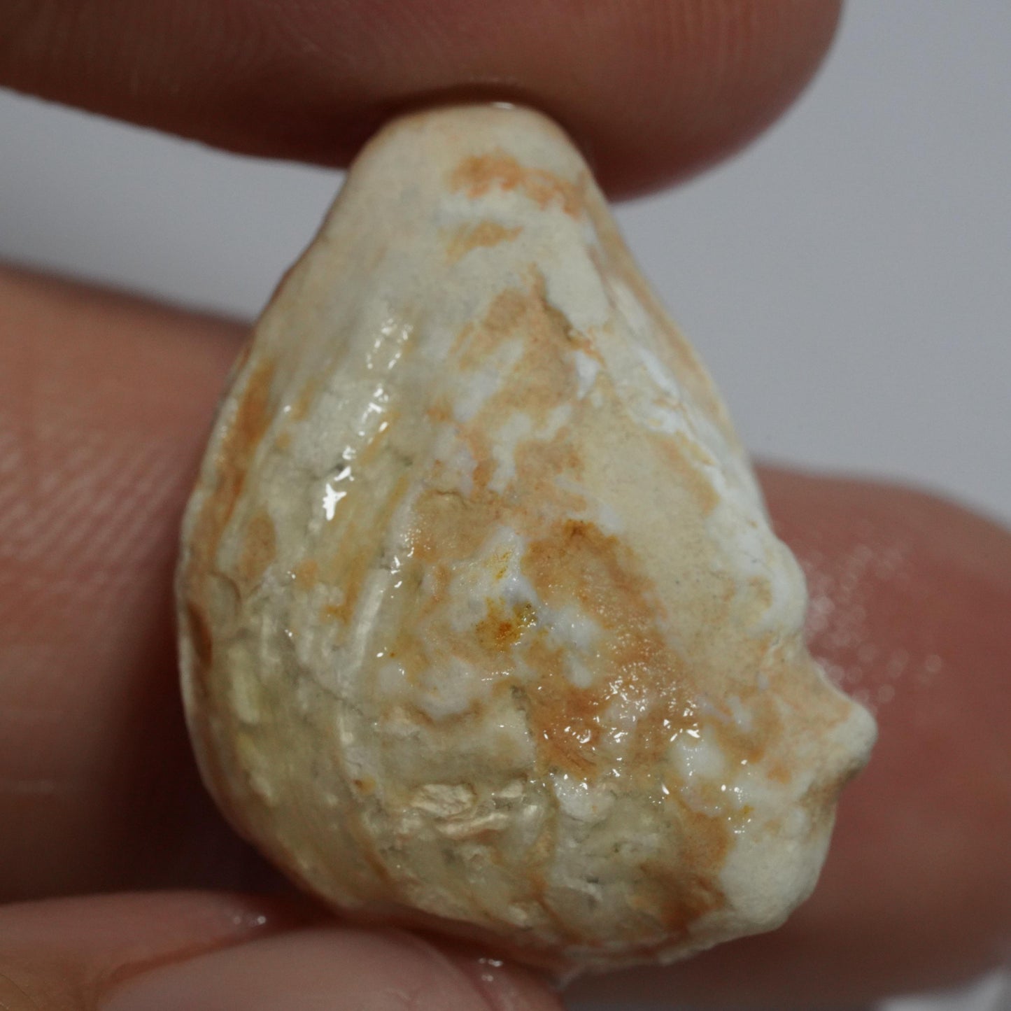 Opalised Fossil Mussel Shell