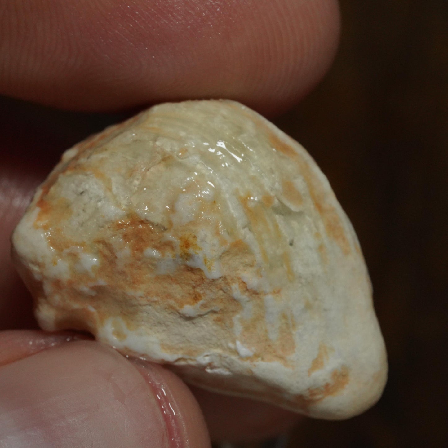 Opalised Fossil Mussel Shell