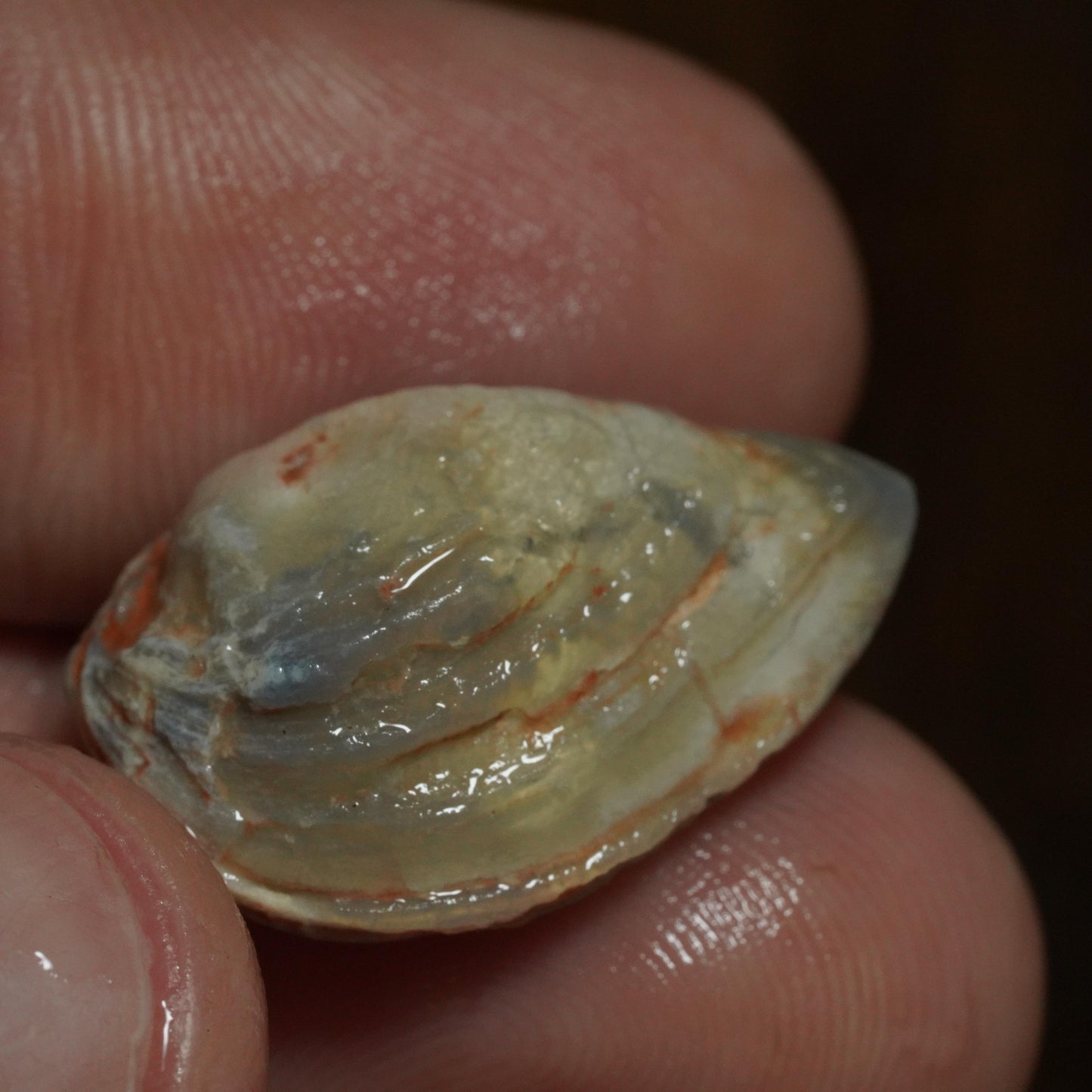 Opalised Fossil Mussel Shell