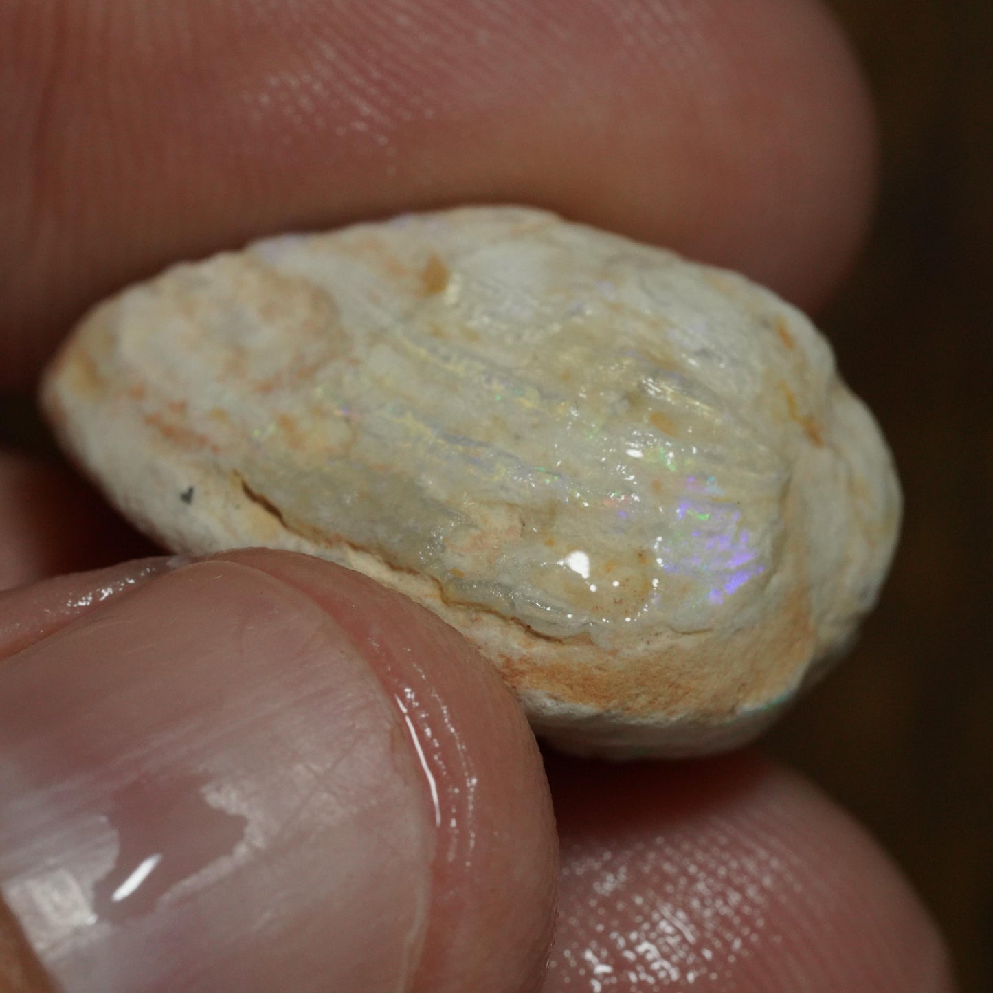 Opalised Fossil Mussel Shell