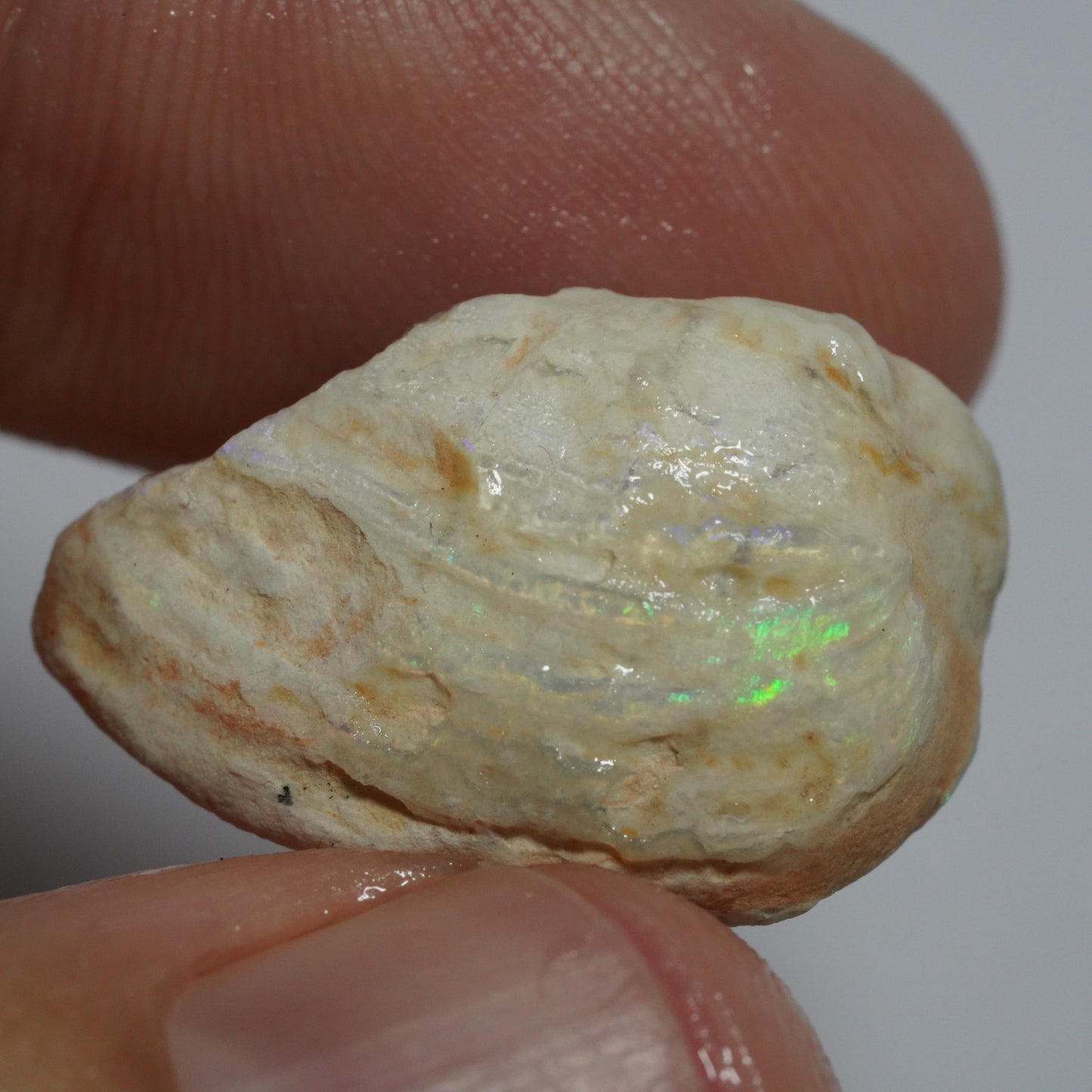 Opalised Fossil Mussel Shell