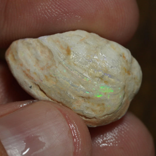 Opalised Fossil Mussel Shell