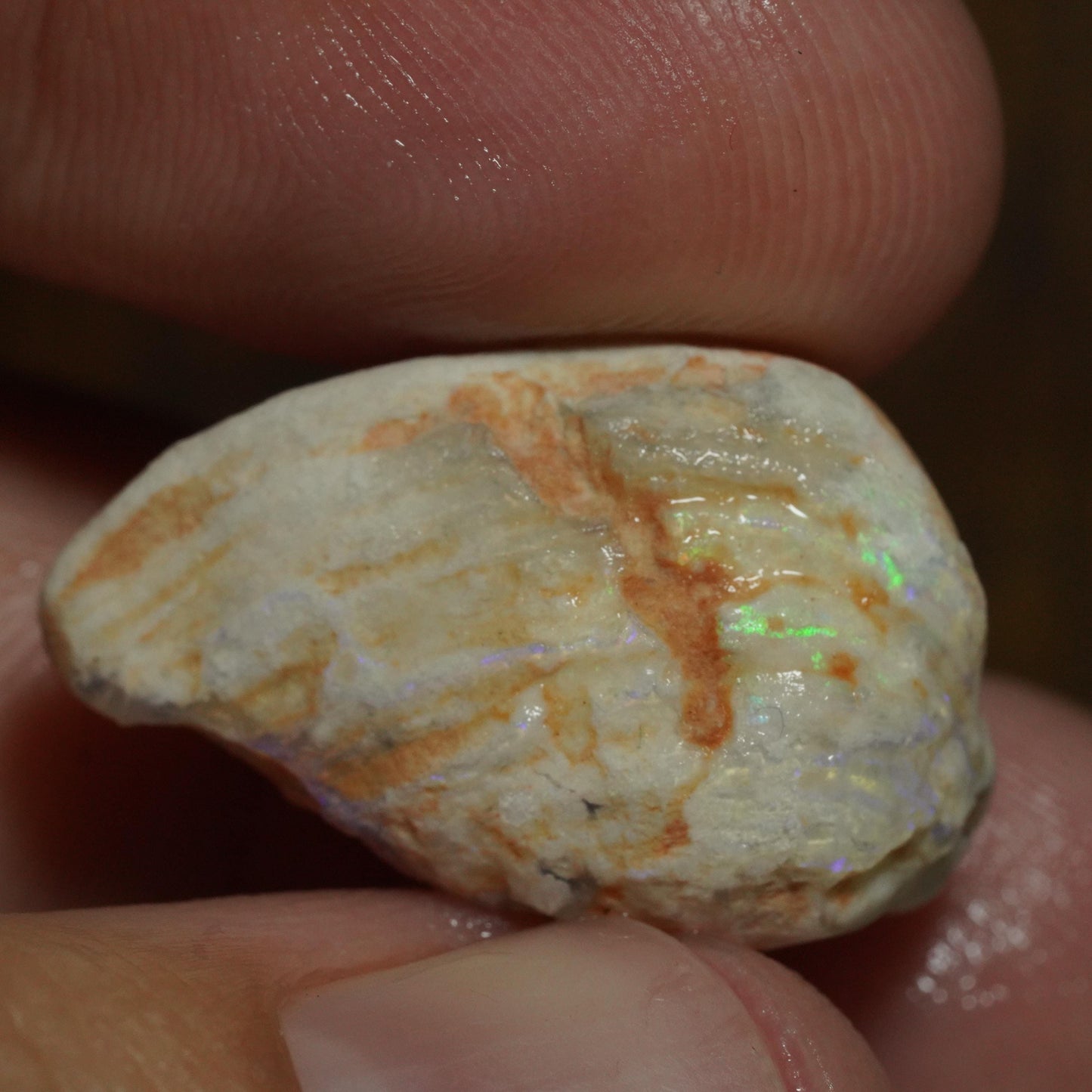 Opalised Fossil Mussel Shell