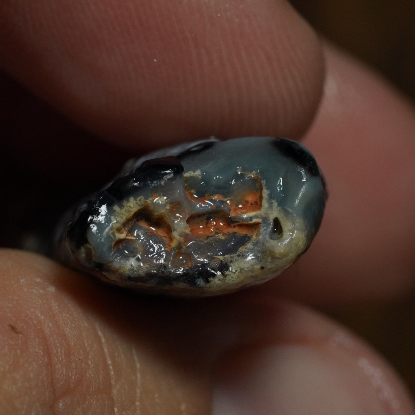 Opalised Fossil Plant Material