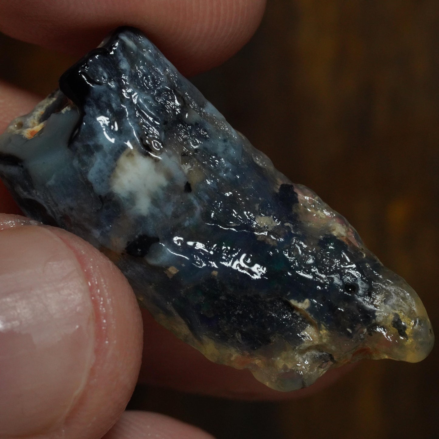 Opalised Fossil Plant Material