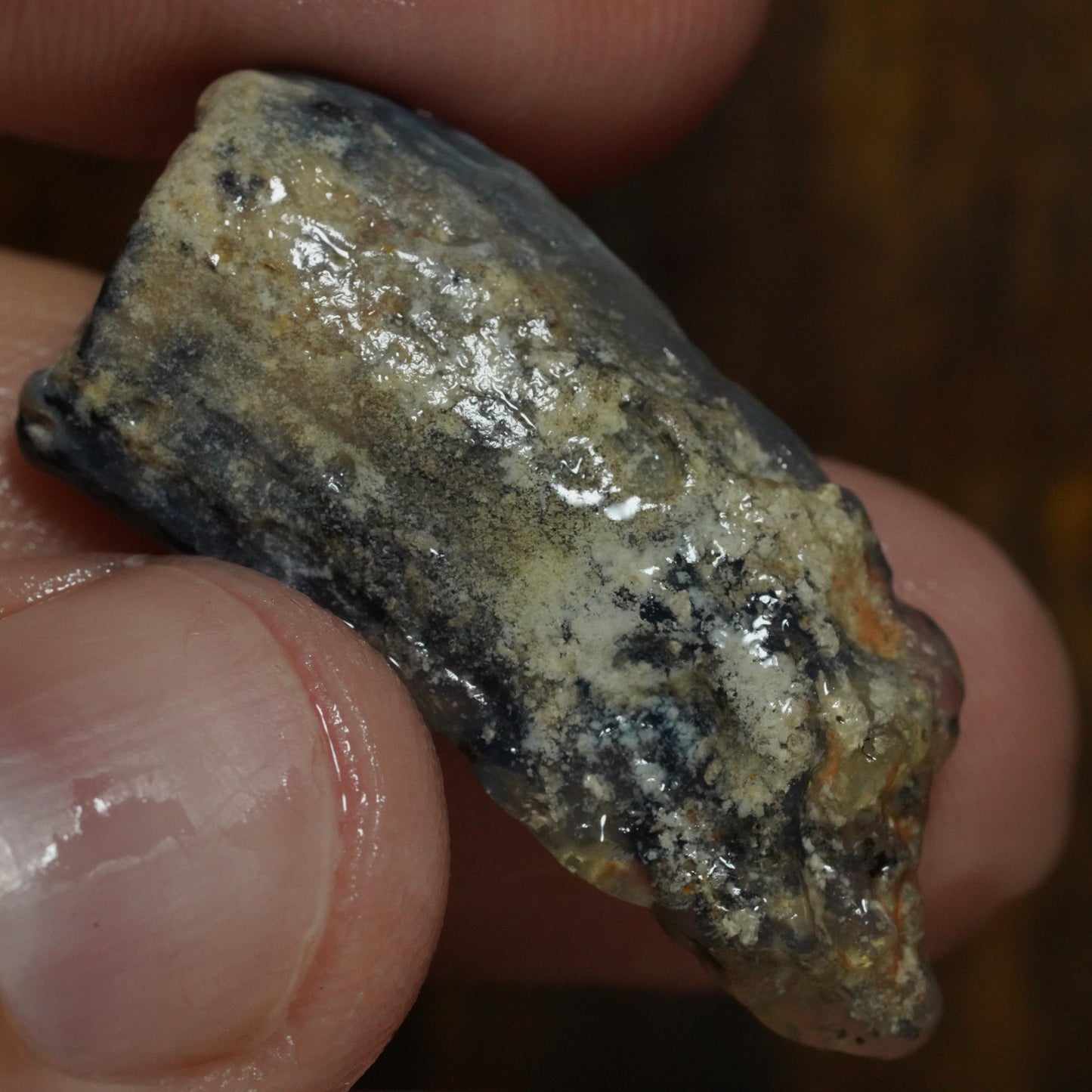 Opalised Fossil Plant Material