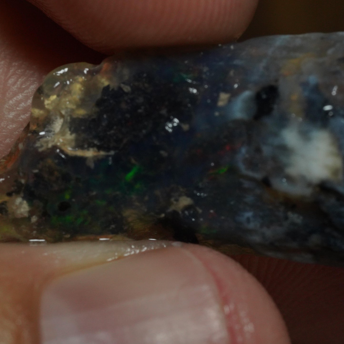 Opalised Fossil Plant Material