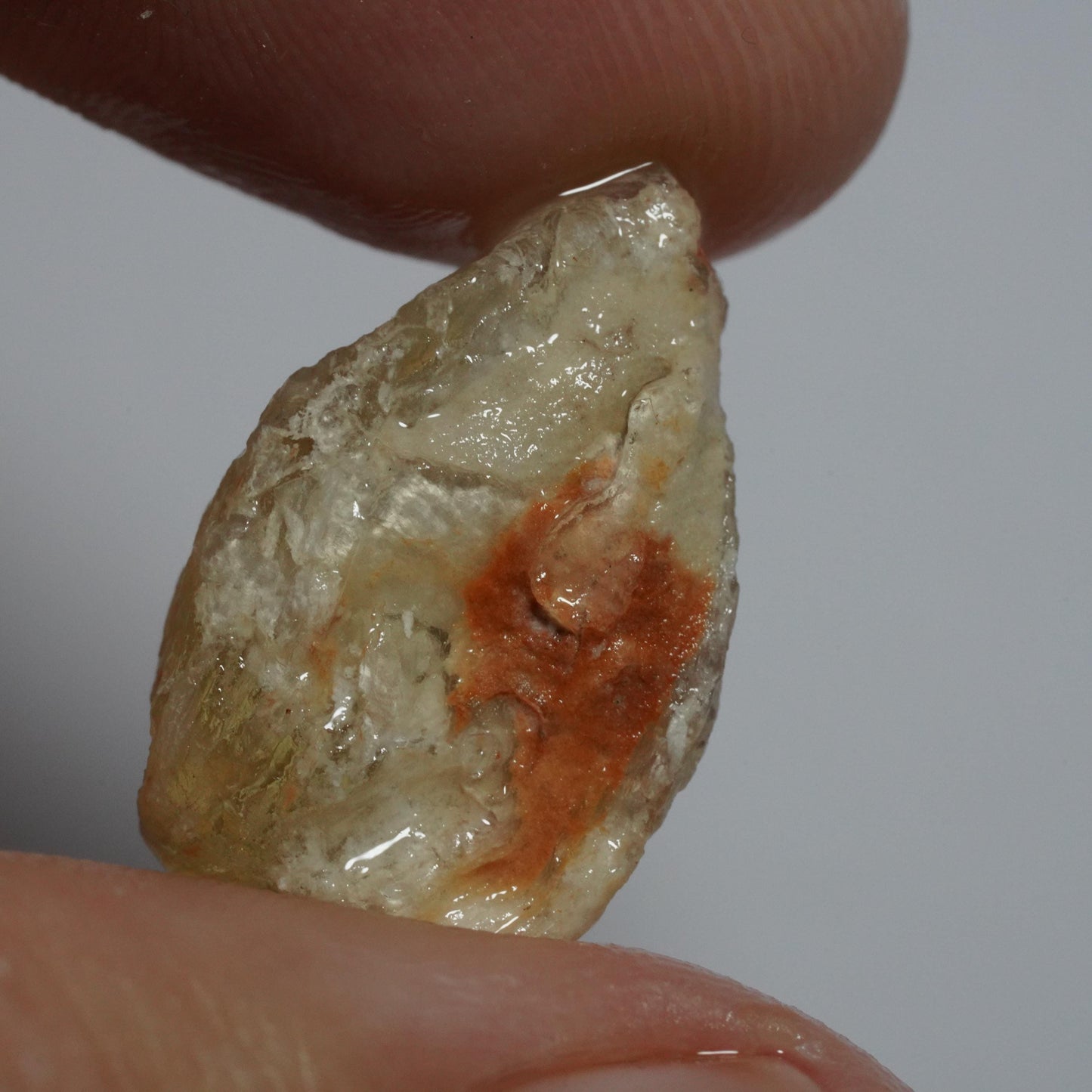 Opalised Fossil Mussel Shell