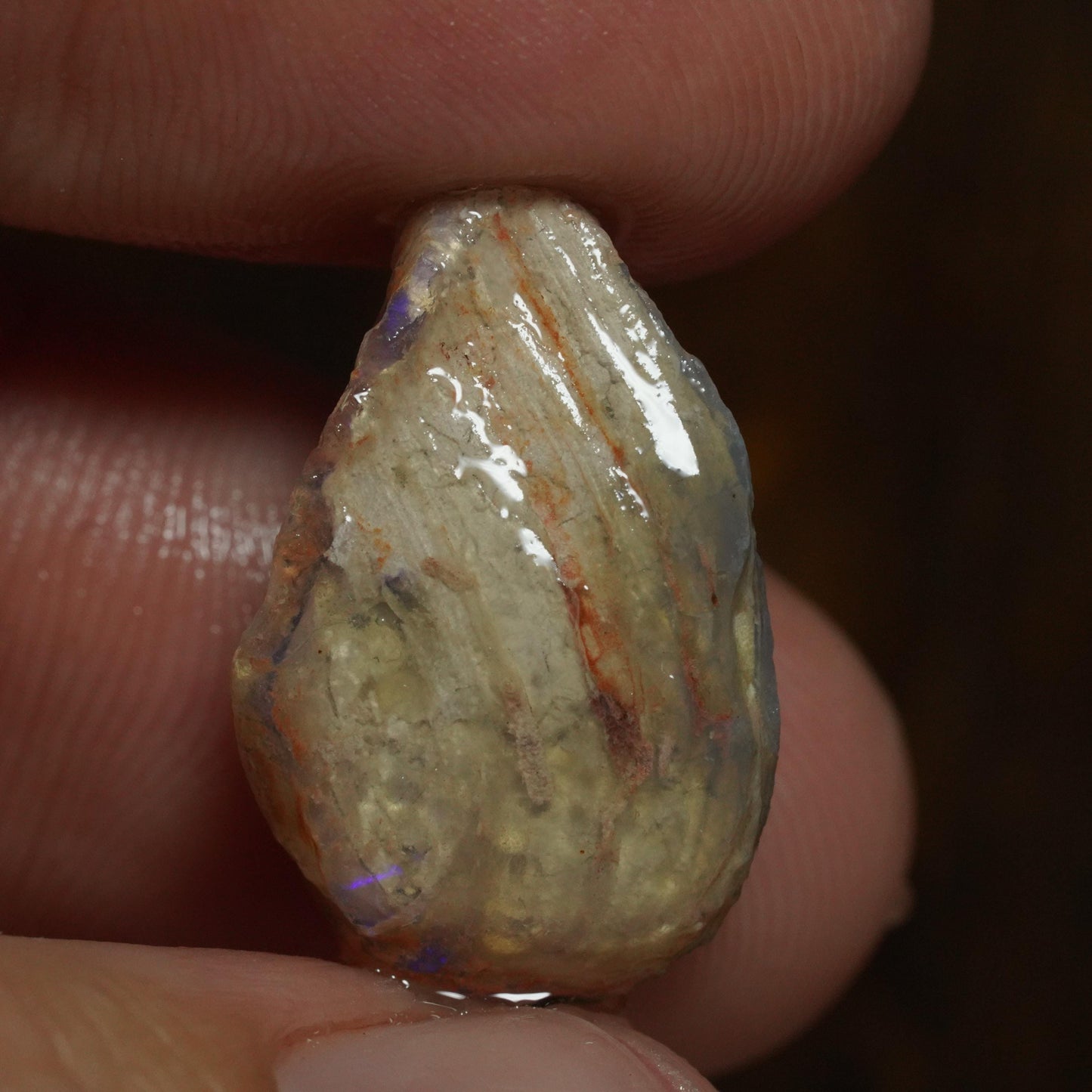 Opalised Fossil Mussel Shell