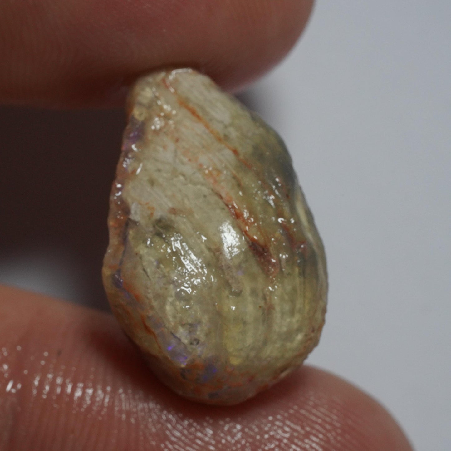 Opalised Fossil Mussel Shell