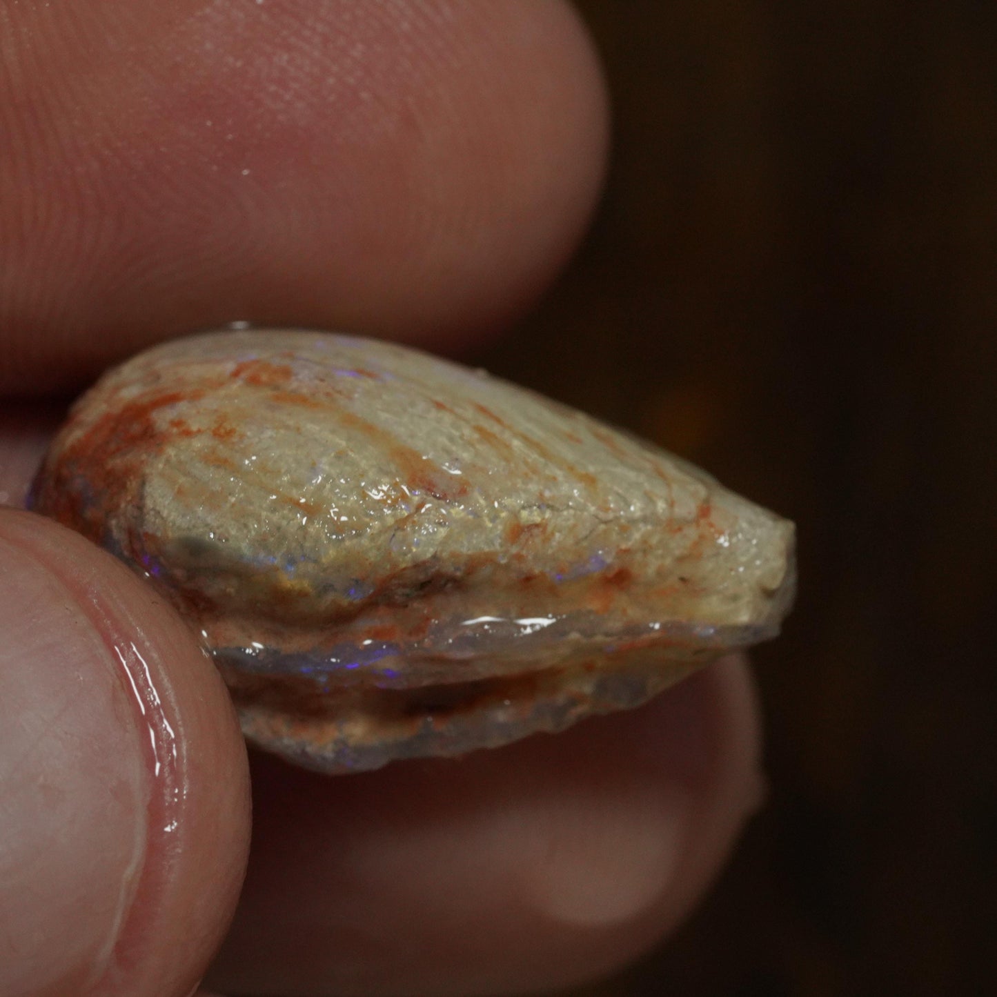Opalised Fossil Mussel Shell