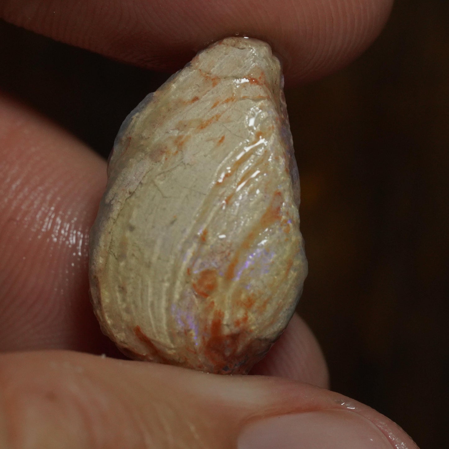 Opalised Fossil Mussel Shell