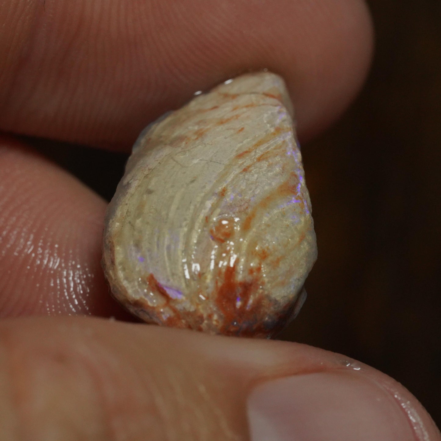 Opalised Fossil Mussel Shell