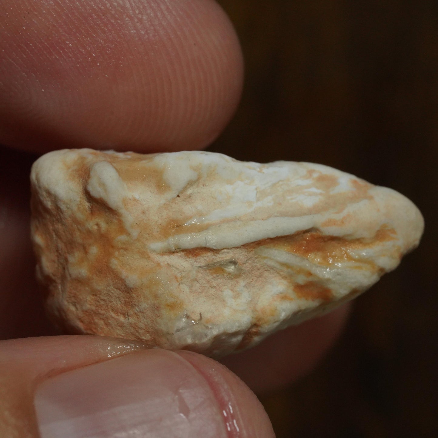 Opalised Fossil Mussel Shell