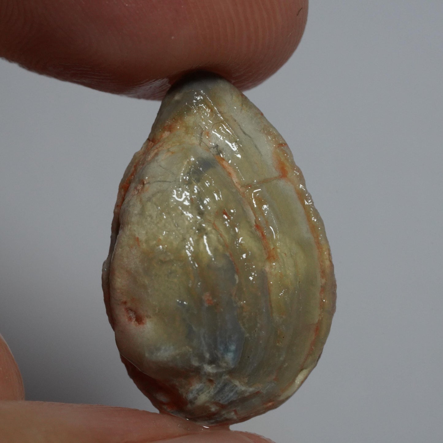 Opalised Fossil Mussel Shell