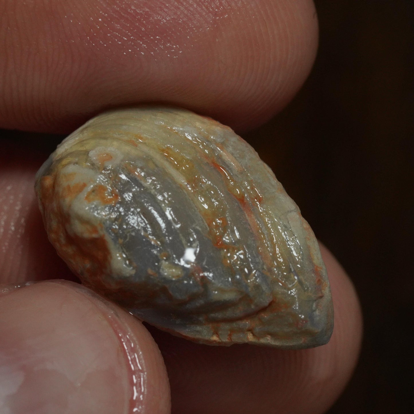 Opalised Fossil Mussel Shell