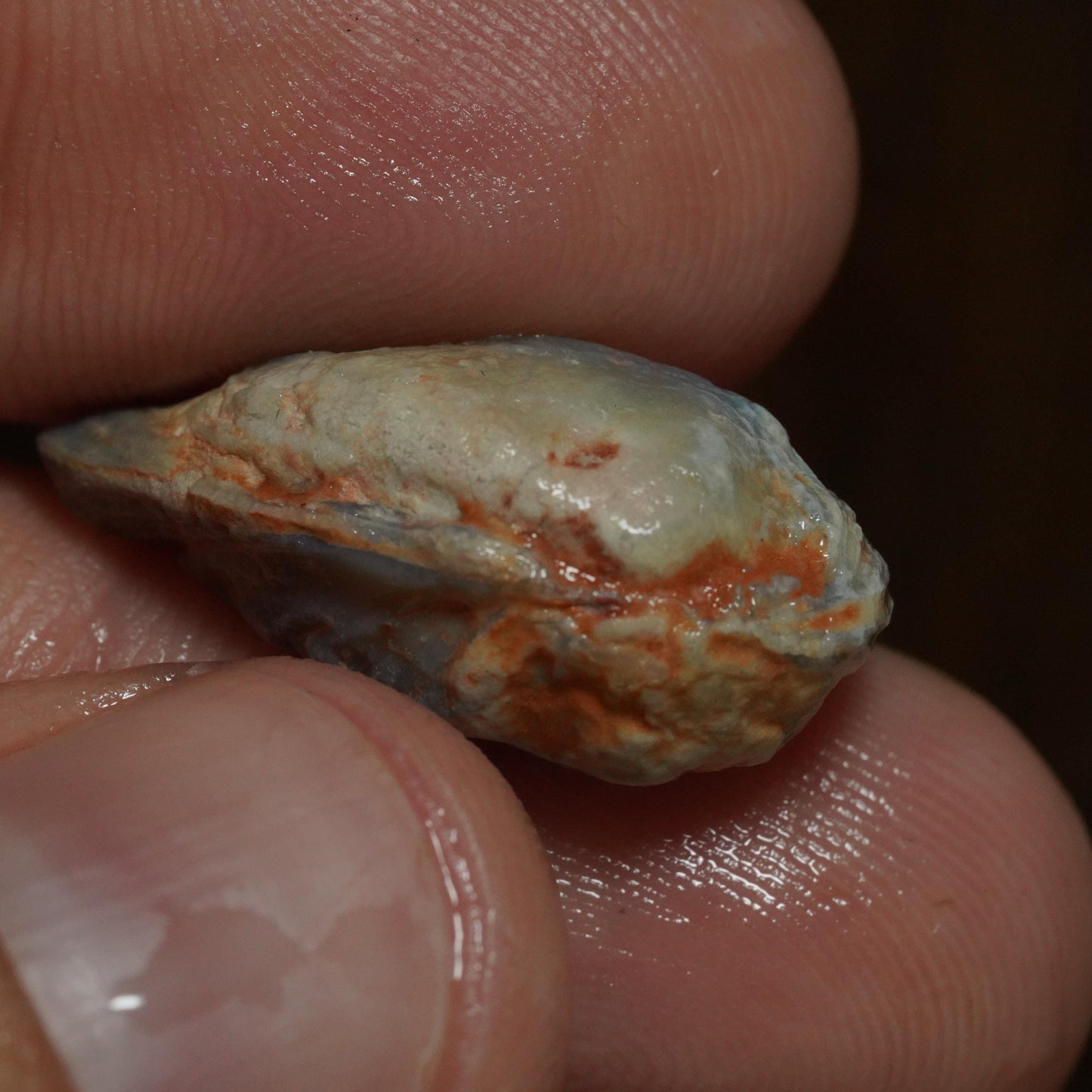 Opalised Fossil Mussel Shell