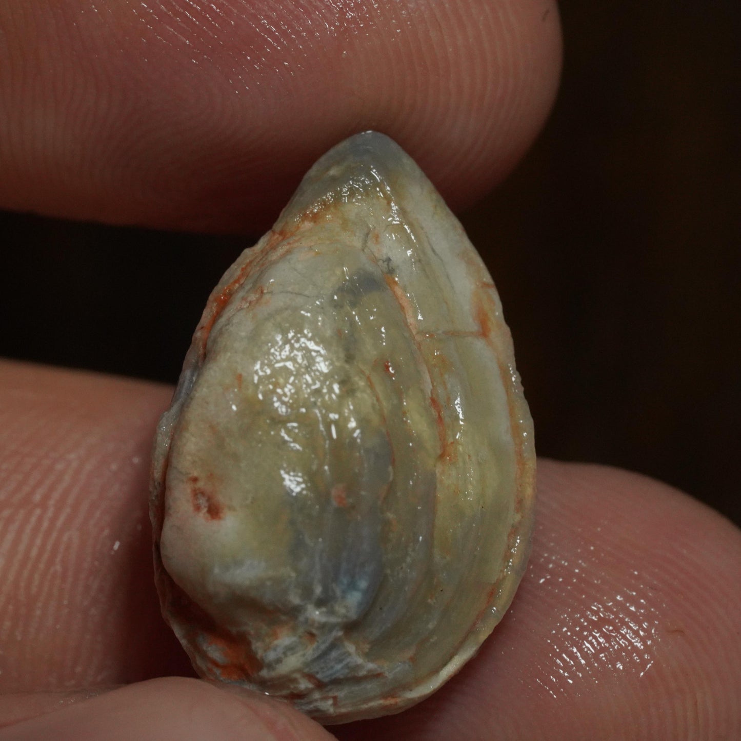 Opalised Fossil Mussel Shell