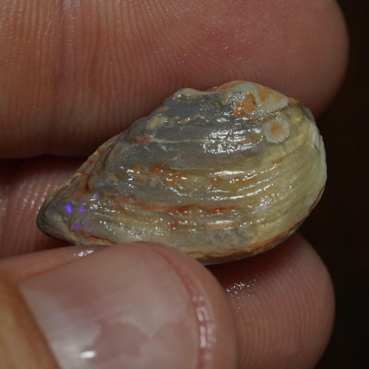 Opalised Fossil Mussel Shell