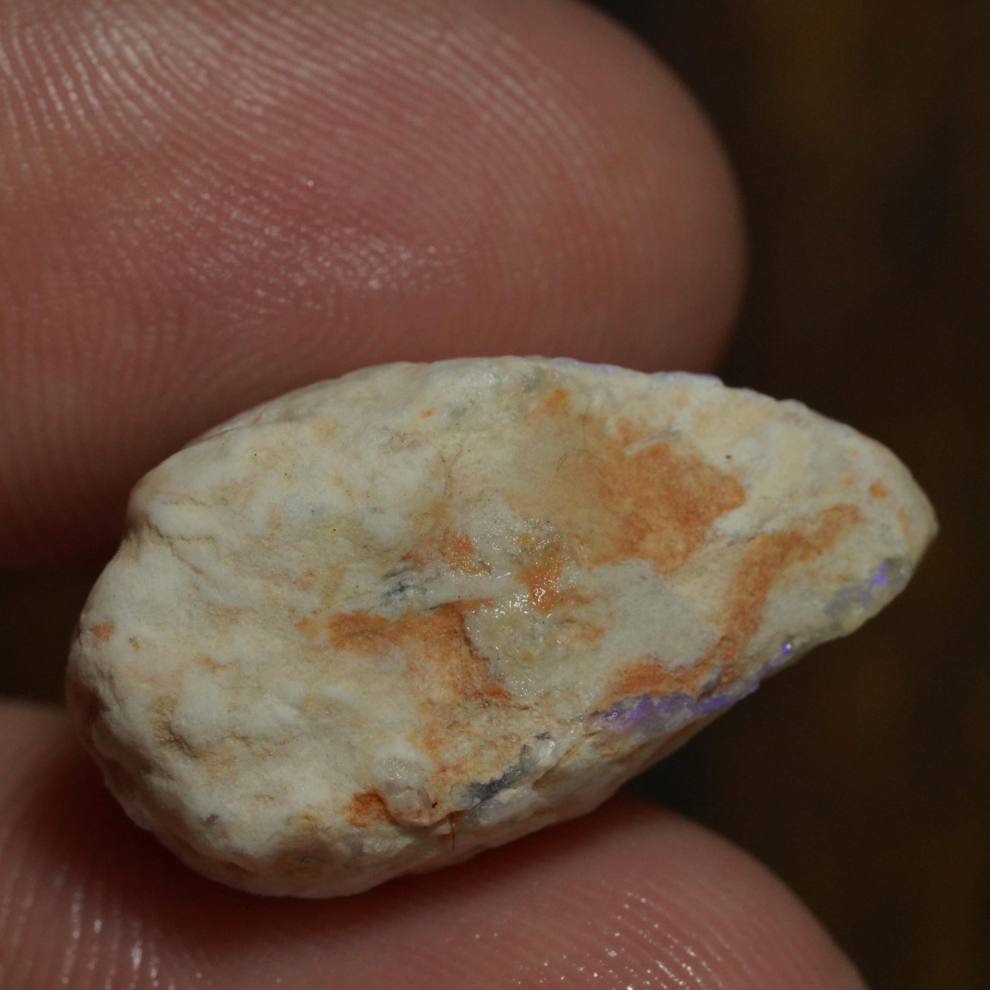 Opalised Fossil Mussel Shell