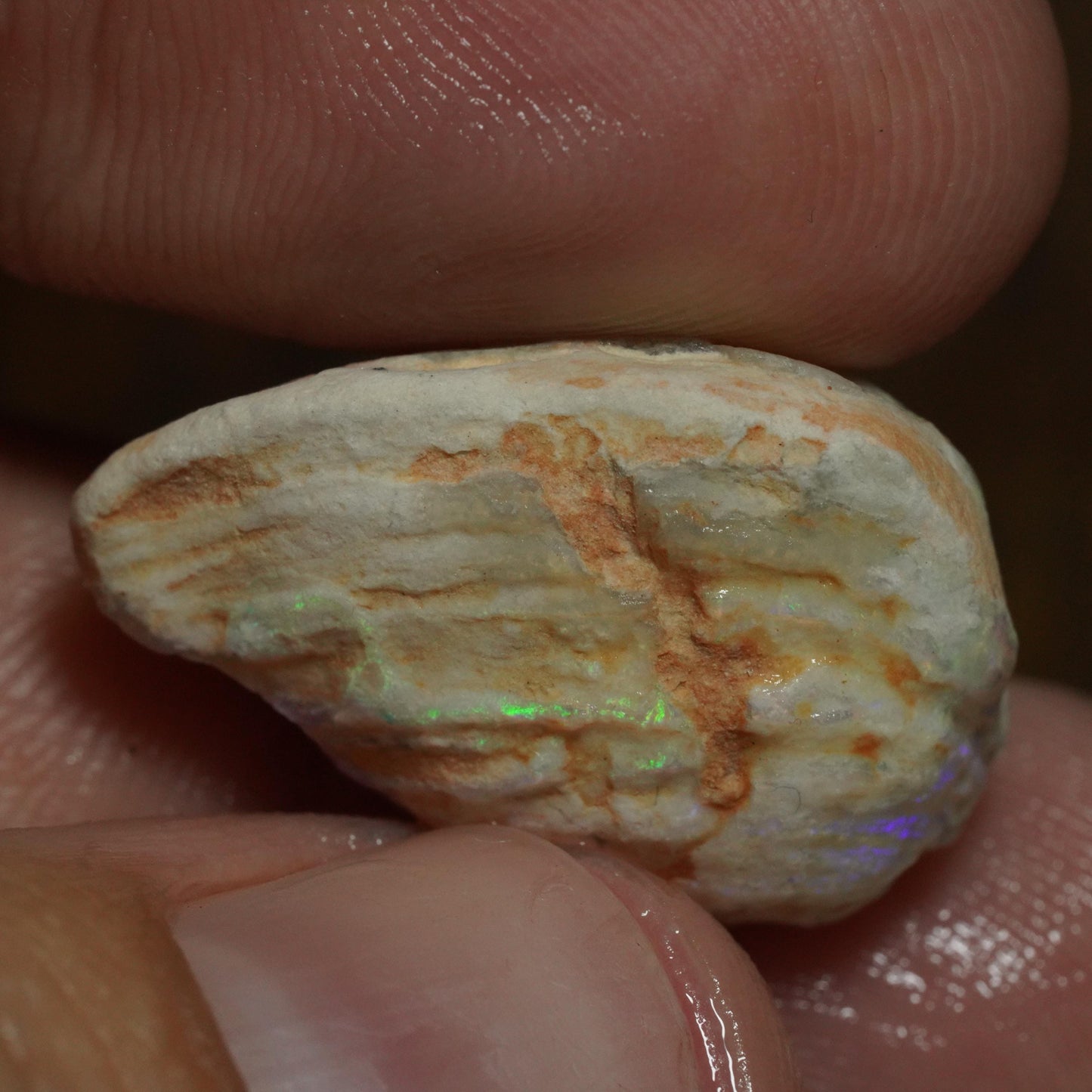 Opalised Fossil Mussel Shell