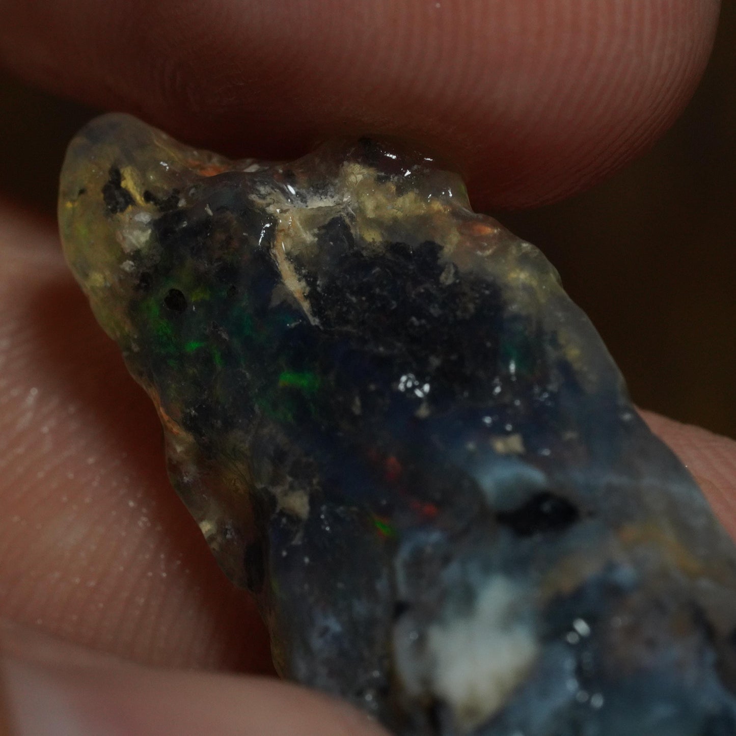 Opalised Fossil Plant Material