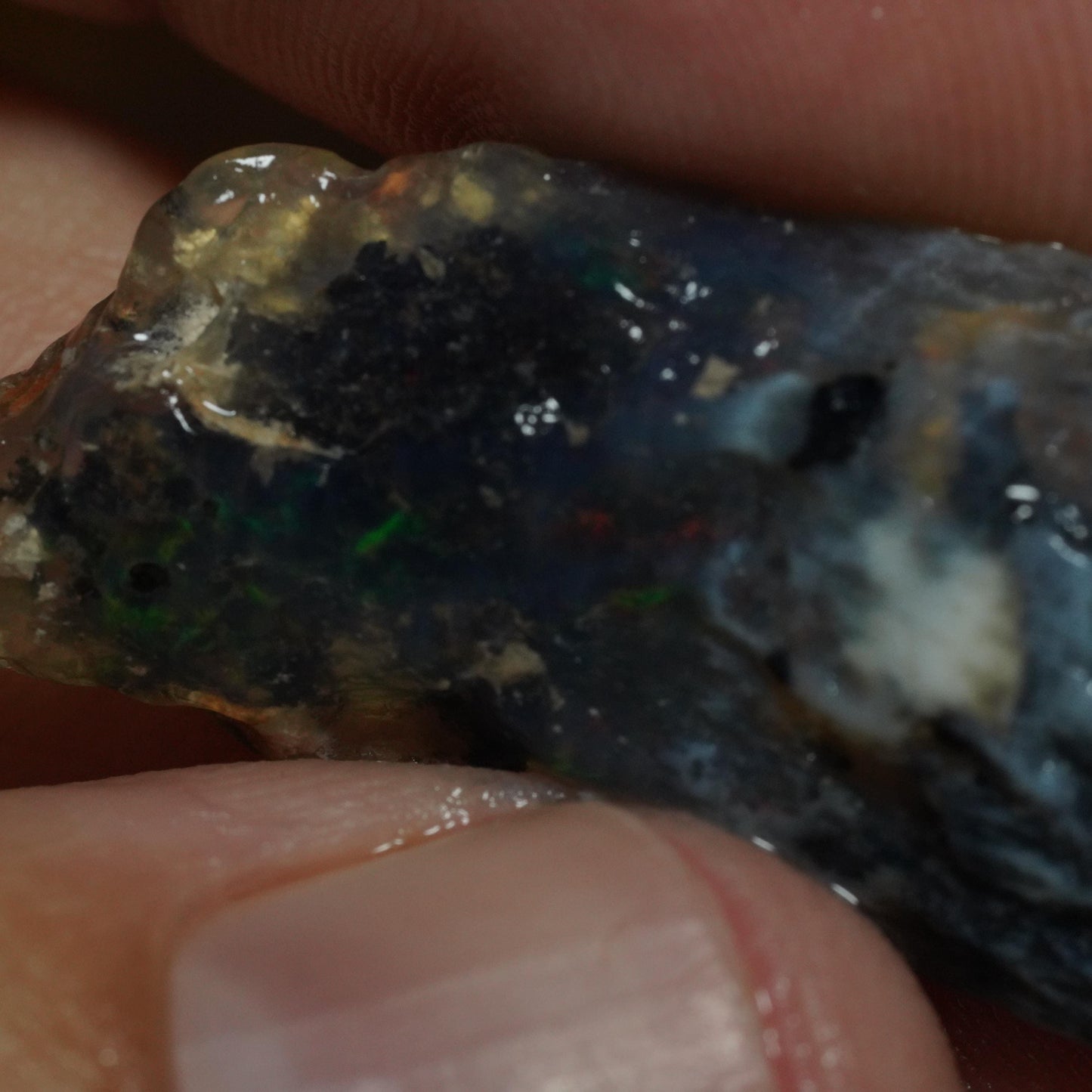 Opalised Fossil Plant Material