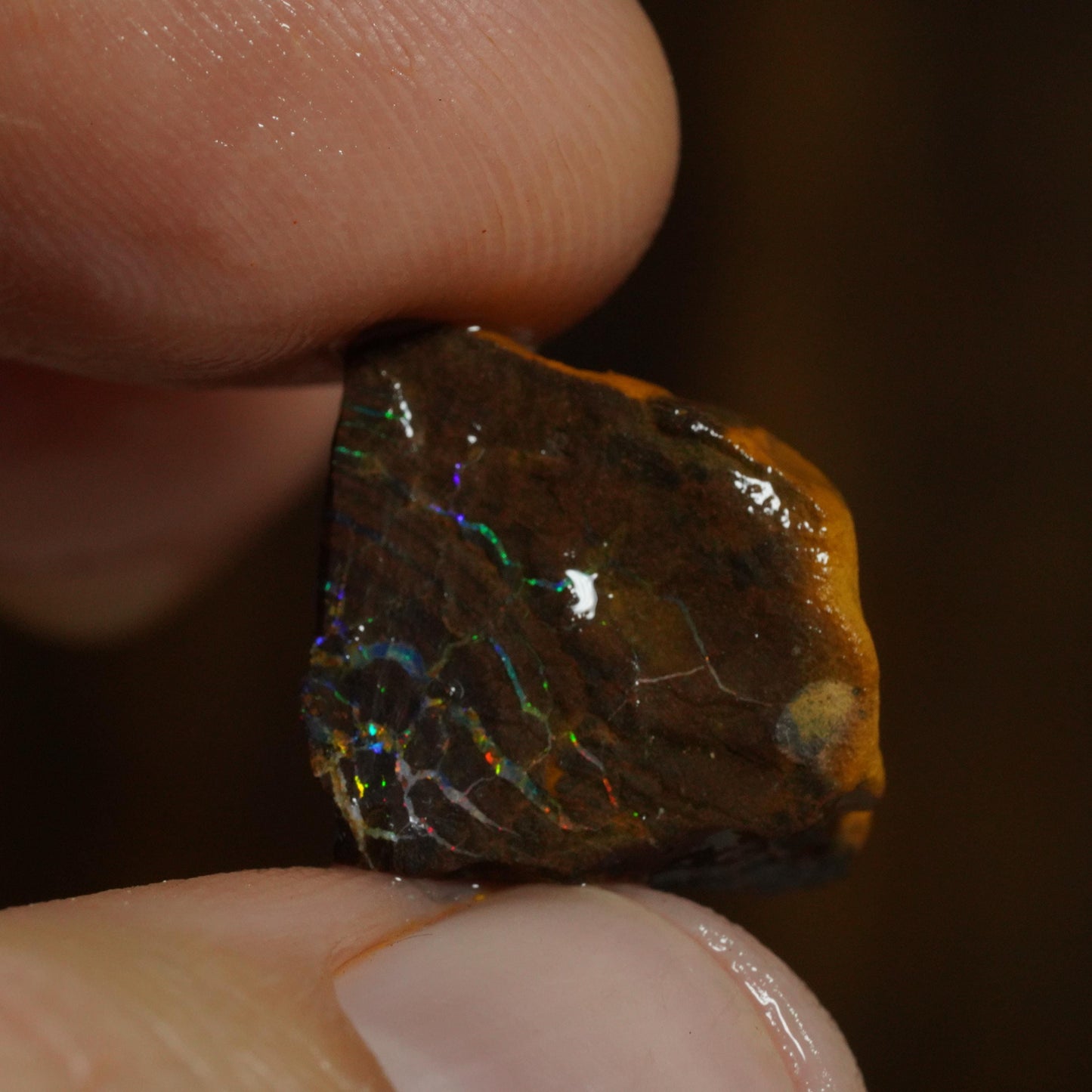 Rough Boulder Opal