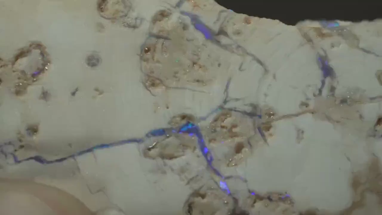 Petrified Opalised Wood Fossil Specimen